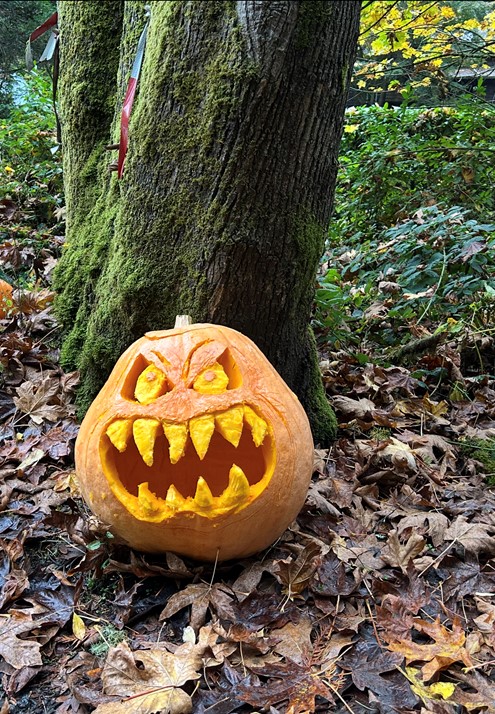 Murden Cove Pumpkin 2026