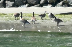 Canada Geese at Murden Cove