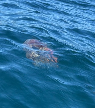 Lion's Mane Jellyfish