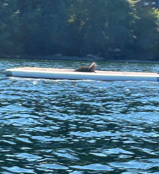 North American River Otter