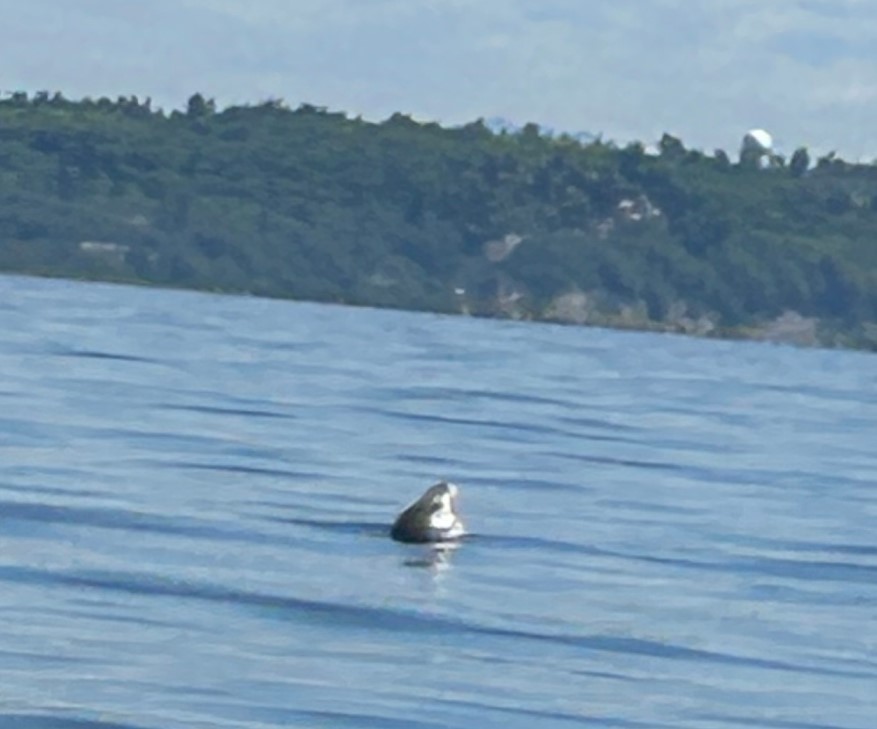 Harbor Seal in Murden Cove