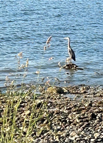 Great Blue Heron