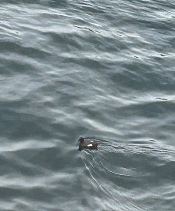 Black Guillemot