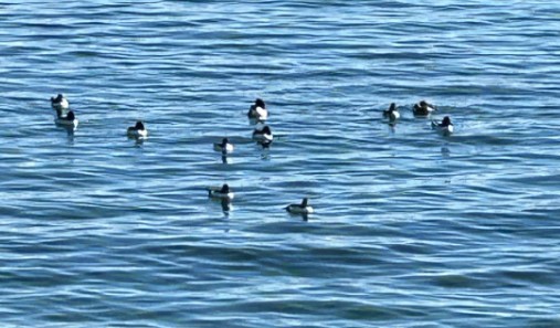 Bufflehead