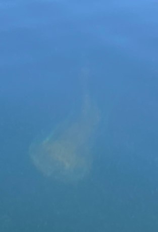 Egg-yolk Jelly