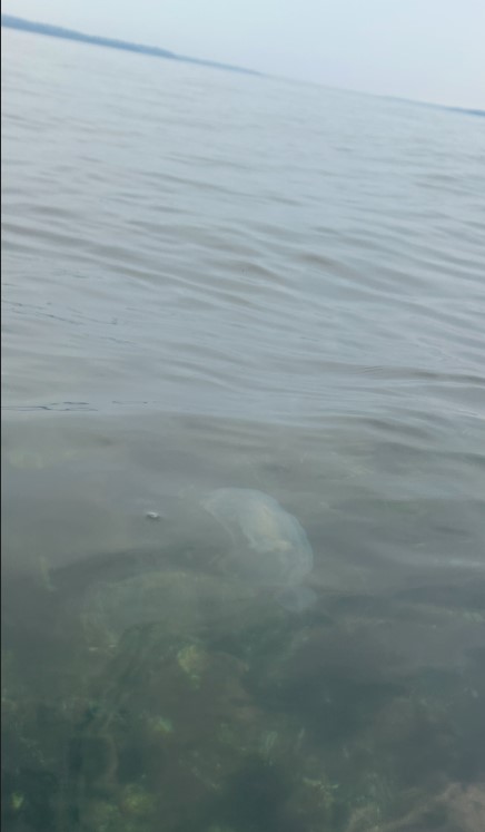 Moon Jelly (Aurelia aurita)